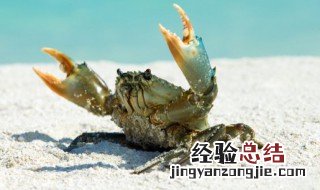 三门青蟹怎么做好吃 三门青蟹的烹饪方法