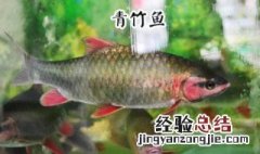 青竹鱼用什么饵料钓鱼 青竹鱼用什么饵料钓