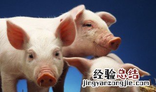 猪腰怎么煮 猪腰的做法