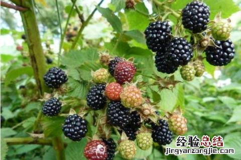 农业创业致富项目有哪些,根据所在地的优势进行养殖种植