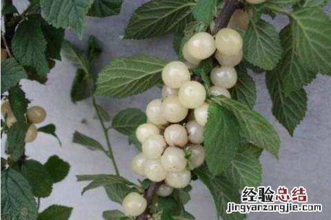 农业创业致富项目有哪些,根据所在地的优势进行养殖种植