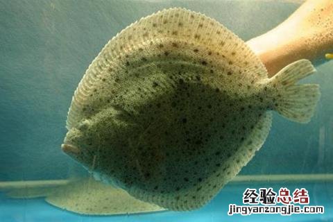 农业创业致富项目有哪些,根据所在地的优势进行养殖种植