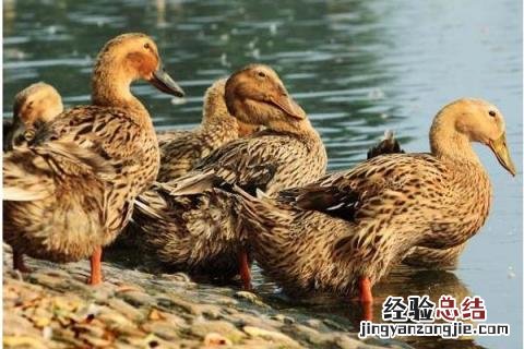 农业创业致富项目有哪些,根据所在地的优势进行养殖种植