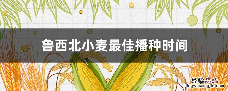 鲁西北小麦最佳播种时间及播种量 鲁西北小麦最佳播种时间