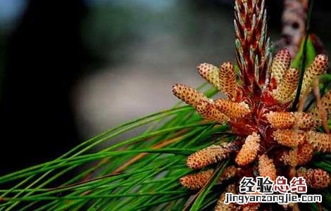松花粉能祛斑吗 松花粉能祛斑吗
