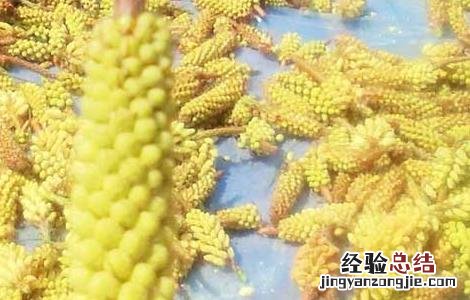 松花粉能减肥吗 松花粉有减肥效果吗