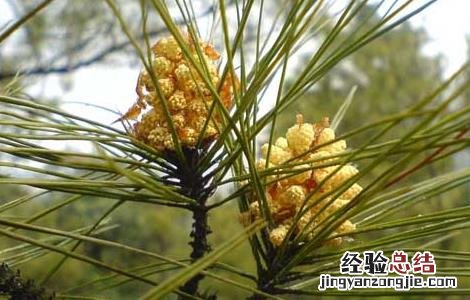 松花粉能减肥吗 松花粉有减肥效果吗