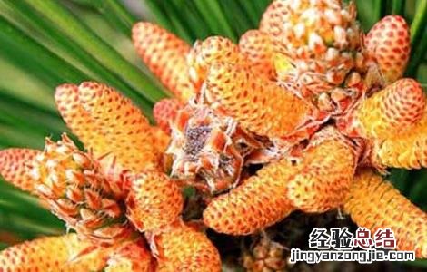 松花粉能减肥吗 松花粉有减肥效果吗