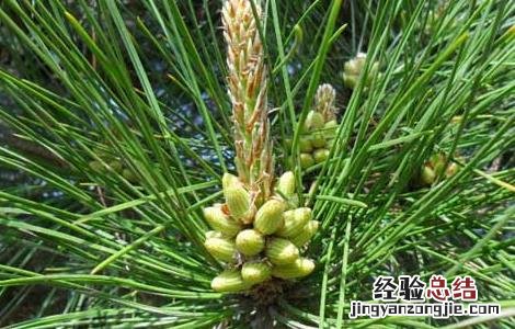 松花粉可以丰胸吗 松花粉可以丰胸吗有效果吗