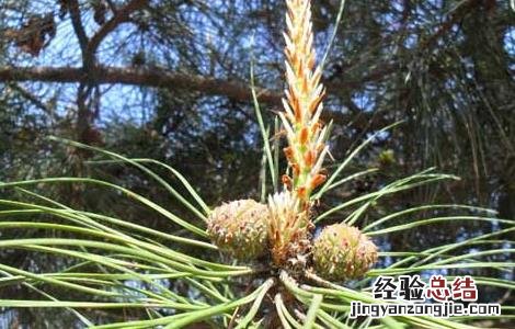 松花粉可以丰胸吗 松花粉可以丰胸吗有效果吗
