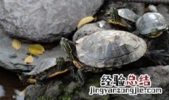 乌龟一般在多少度的水温合适? 乌龟一般在多少度的水温合适呢