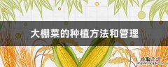 大棚菜的种植方法和管理 种植大棚菜要怎样管理