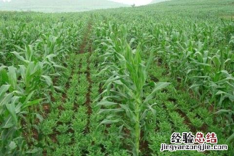 目前致富较快的好项目 新型致富项目有哪些，成本低收益高