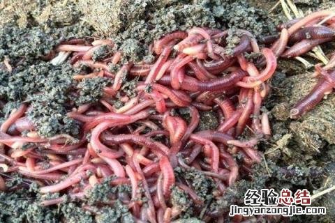 目前致富较快的好项目 新型致富项目有哪些，成本低收益高