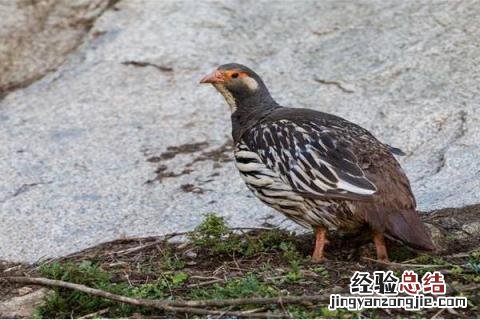 目前致富较快的好项目 新型致富项目有哪些，成本低收益高