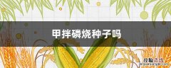 甲拌磷烧种子吗? 甲拌磷烧种子吗