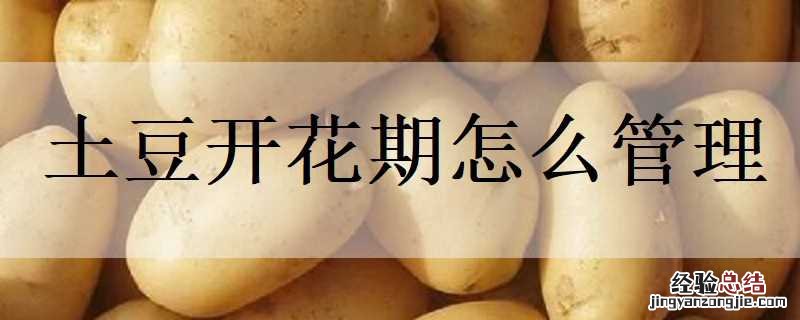 土豆开花期怎么管理好 土豆开花期怎么管理