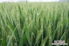 小麦锈病怎么防治用什么药 小麦锈病用什么药，如何防治效果好
