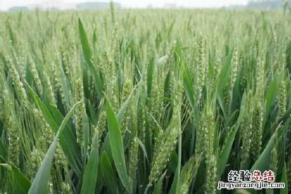 小麦锈病怎么防治用什么药 小麦锈病用什么药，如何防治效果好