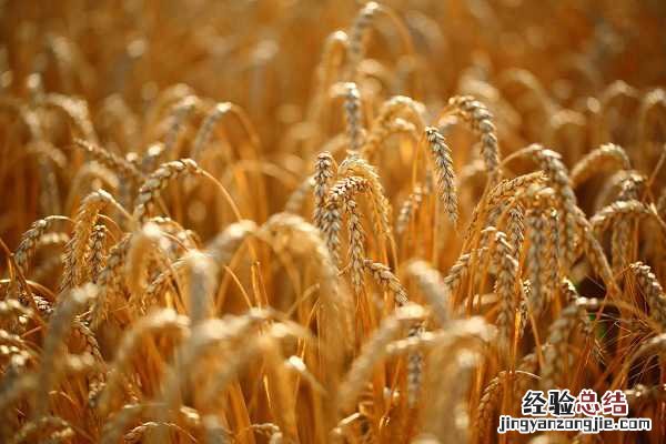 小麦锈病怎么防治用什么药 小麦锈病用什么药，如何防治效果好