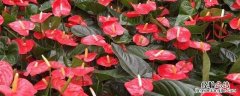 红掌花喜阳光吗? 花卉红掌喜光吗