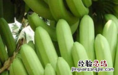 青香蕉催熟最快方法 青香蕉催熟最快方法白酒