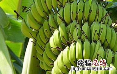 青香蕉催熟最快方法 青香蕉催熟最快方法白酒
