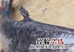 胖头鱼有什么营养 胖头鱼的营养价值与功效