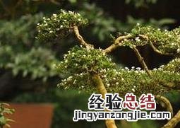 蓬莱松的养殖方法发芽 蓬莱松的养殖方法