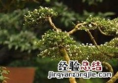 蓬莱松的养殖方法发芽 蓬莱松的养殖方法