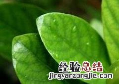 栀子叶的功效与作用及食用方法包粽子 栀子叶的功效与作用