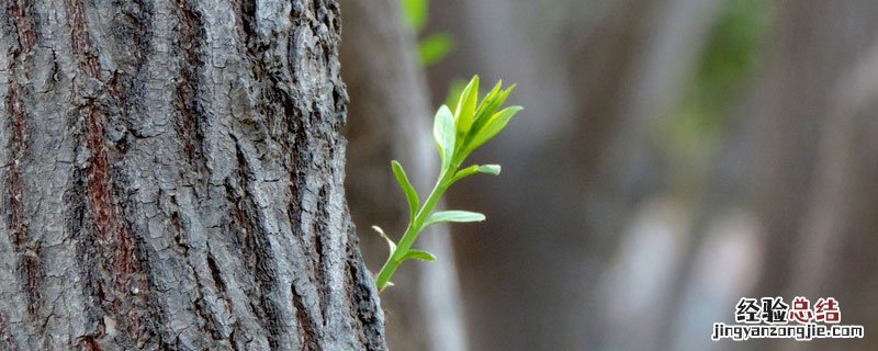 花卉柳芽是什么 柳芽是柳树芽吗