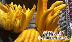 新鲜佛手怎么吃 三种人不宜吃佛手瓜