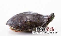 做梦捡了乌龟是什么意思 梦见捡乌龟是什么意思?