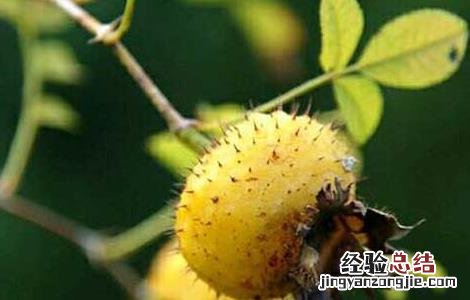 刺梨能降血压吗 刺梨子能降血压吗