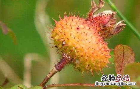 刺梨能降血压吗 刺梨子能降血压吗