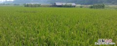 作物防冻用什么药 农作物防冻药有哪些