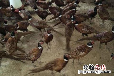 野鸡销路怎么样，能不能赚钱，有哪些优势