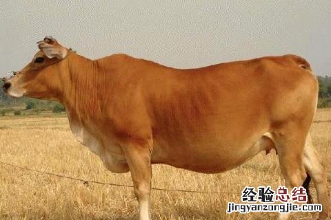 肉牛养殖成本,以及利润分析报告 肉牛养殖成本，以及利润分析
