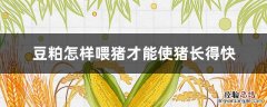 豆粕怎样喂猪才能使猪长得快 豆粕喂猪起什么作用