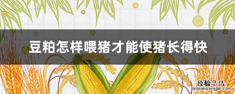 豆粕怎样喂猪才能使猪长得快 豆粕喂猪起什么作用