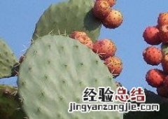 仙人掌能吃吗 仙人掌能吃吗?怎样吃?