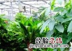 大叶伞如何养殖 大叶伞如何养殖