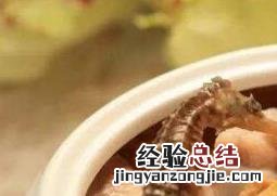 海麻雀煲汤的功效与作用禁忌 海麻雀煲汤的功效与作用