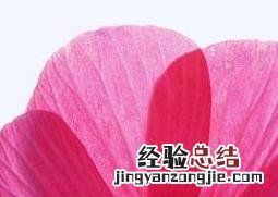 芙蓉葵图片 芙蓉葵的图片