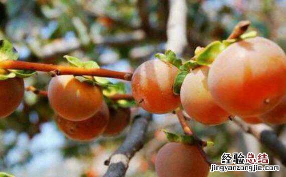野柿子怎么处理才能吃，吃野柿子的好处