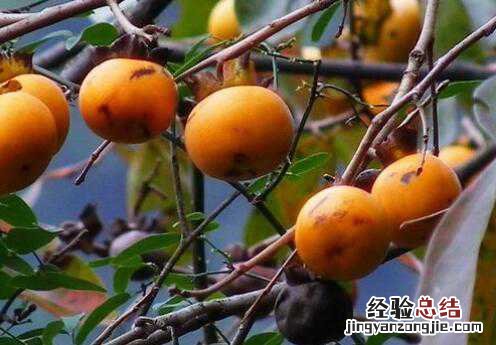 野柿子怎么处理才能吃，吃野柿子的好处