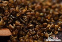 黑苦荞米的作用与功效及禁忌 黑苦荞米的作用与功效
