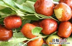 煮苹果和红枣吃多了会怎么样 红枣吃多了会怎么样