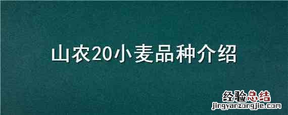 山农20小麦品种介绍 山农30小麦品种简介